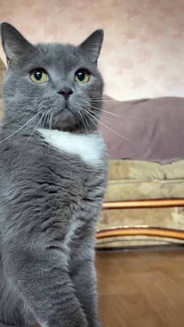 Мой кот британец и его гражданство