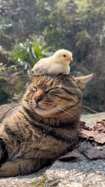 Мой лучший друг