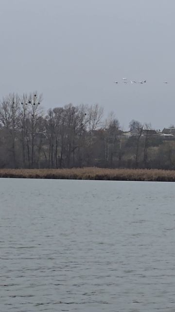 Трефиловка. Белгородская область. 3 ноября 2025г. Рыбалка с лодки на спининг.