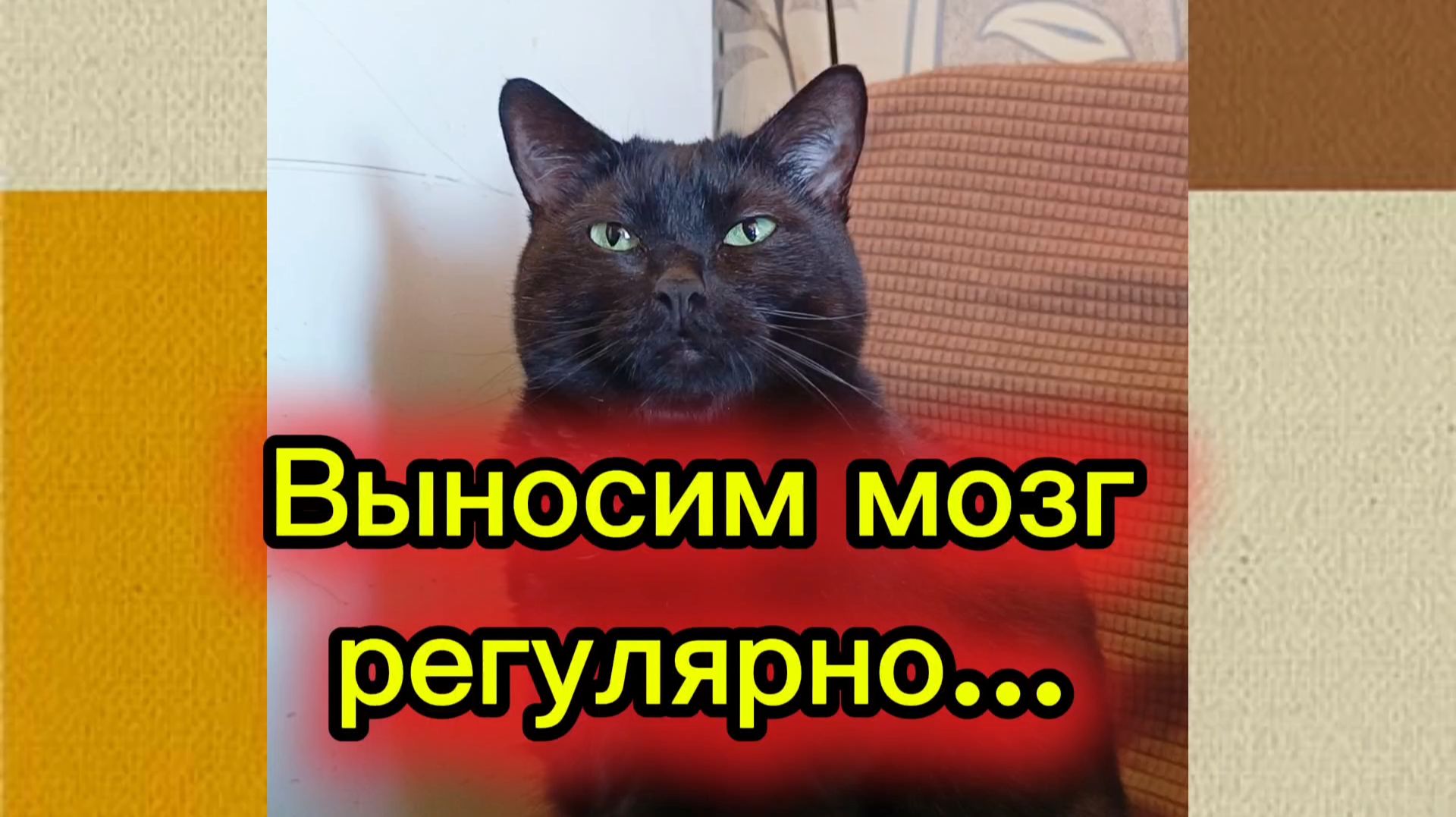 КОШКИ С ОЗВУЧКОЙ