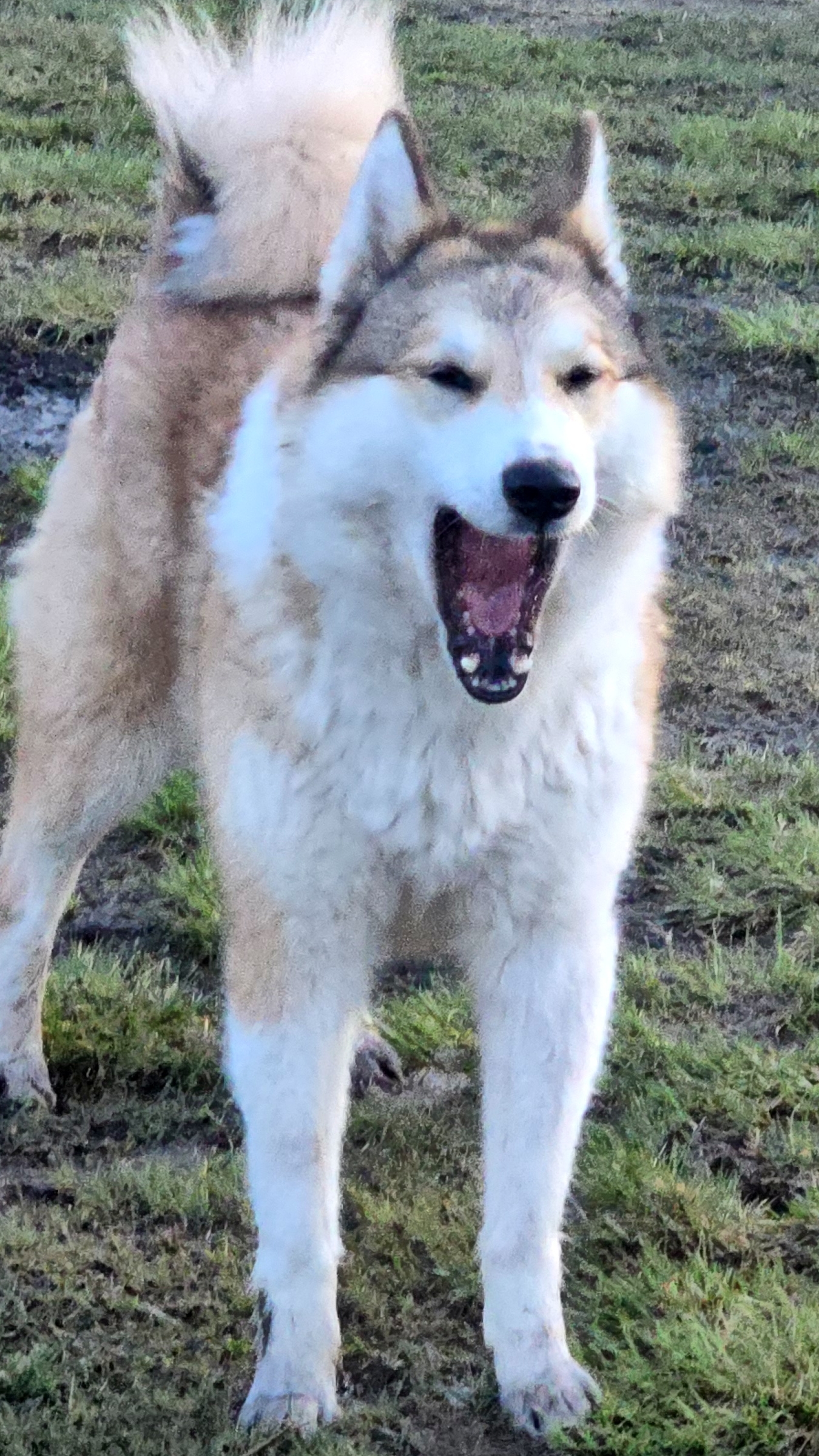 Собралась на работу