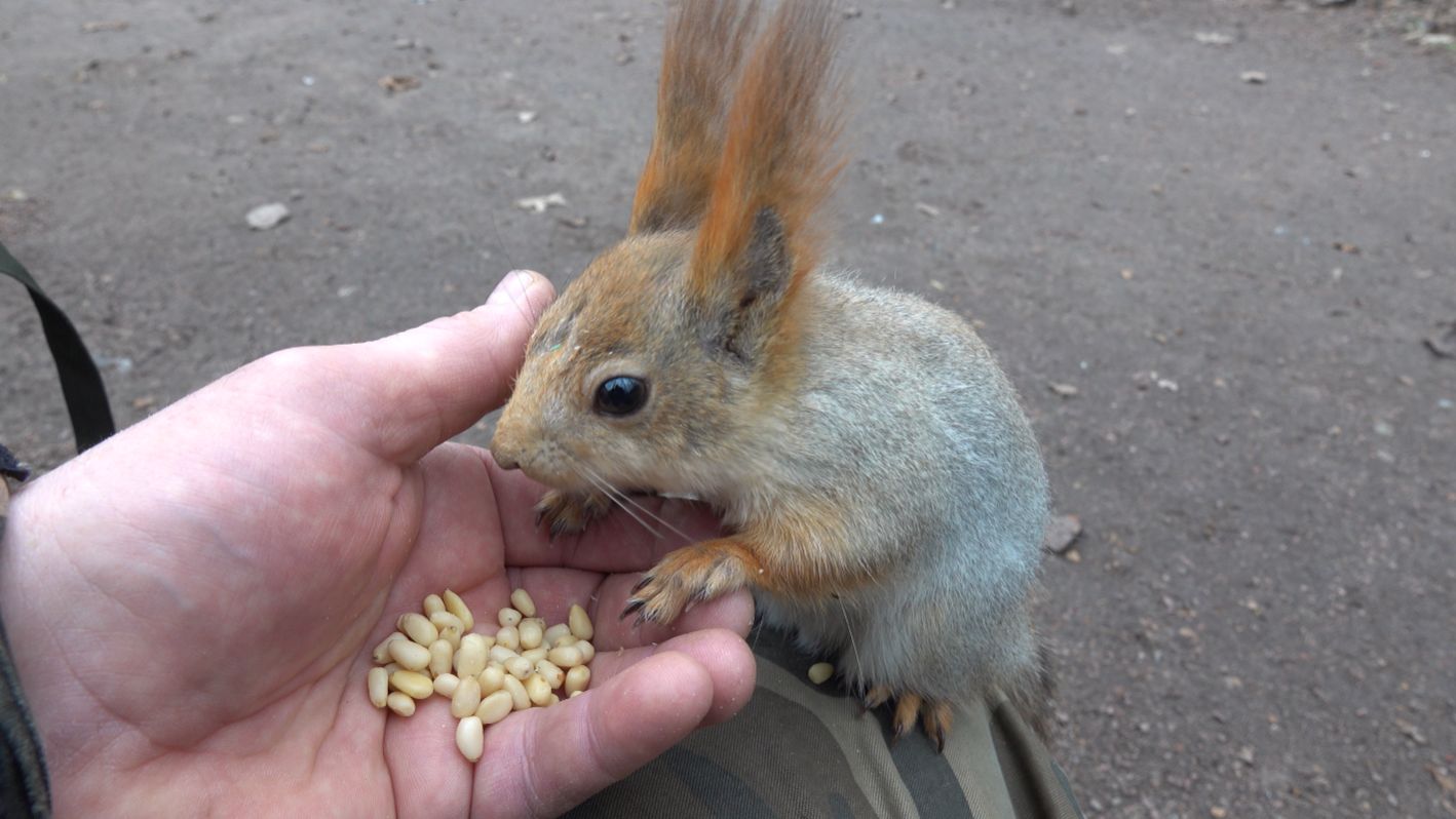 Дождался Балерину. Зарисовка