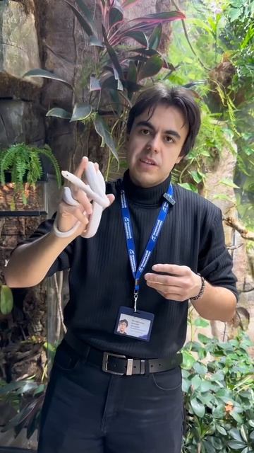 Какие особенности у неядовитых змей.