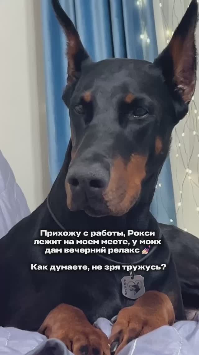 ВЕЧЕРНИЙ РЕЛАКС💅🏻🐶