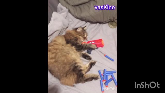 Котик злится!!!😱😡💢💢