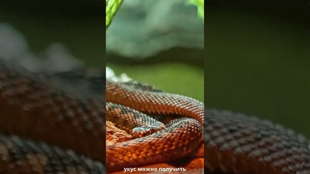 Что делать, если вас укусила гадюка.