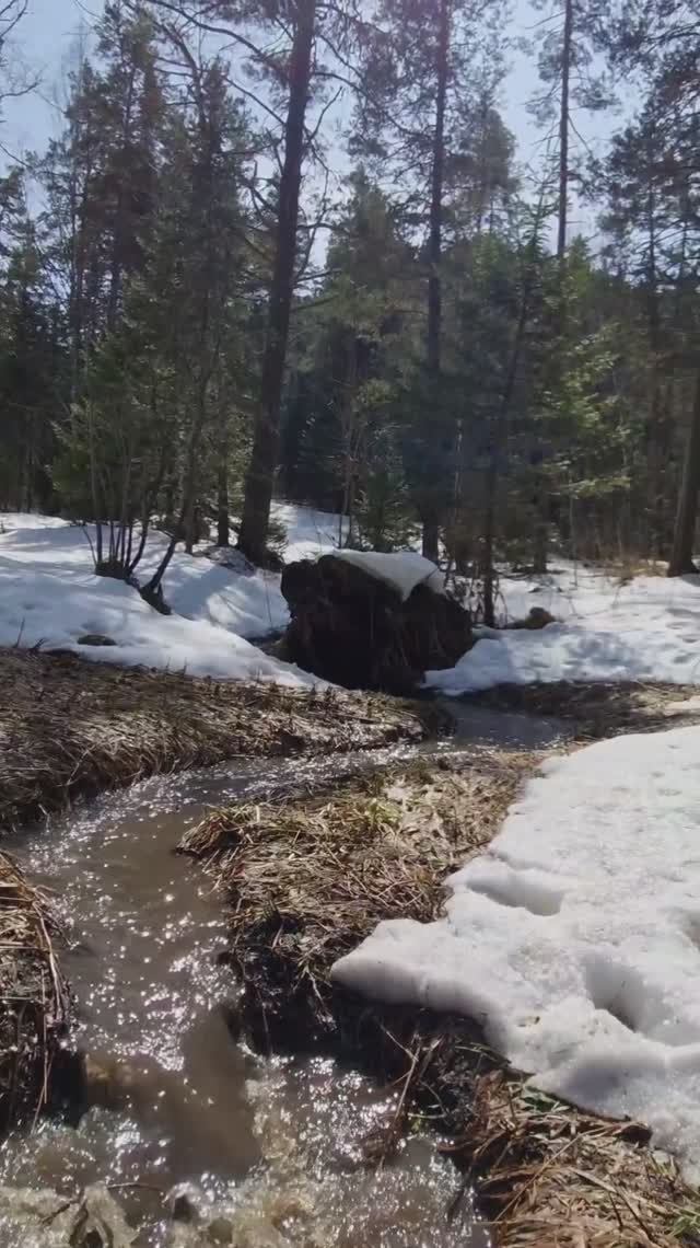 Текут ручьи...#Алтай #Белокуриха #весна
