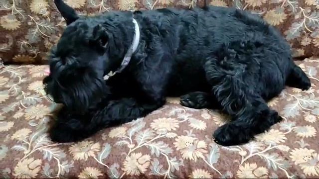 Video.Guru_20240817_171941267