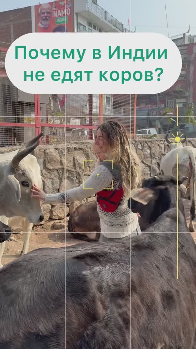 Почему в Индии не едят коров?