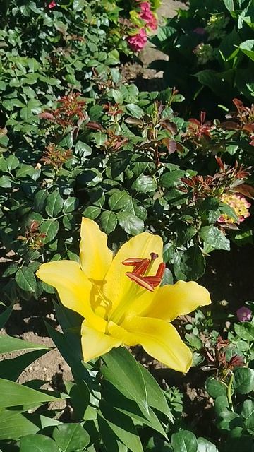 Лилия ОТ гибрид Элдоред.