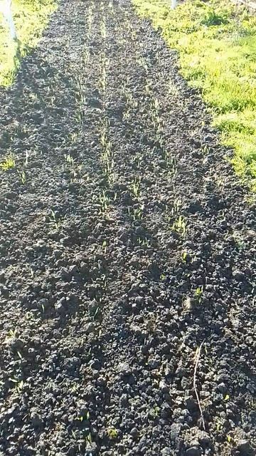 Злаки. Ячмень черный тибетский голозерный