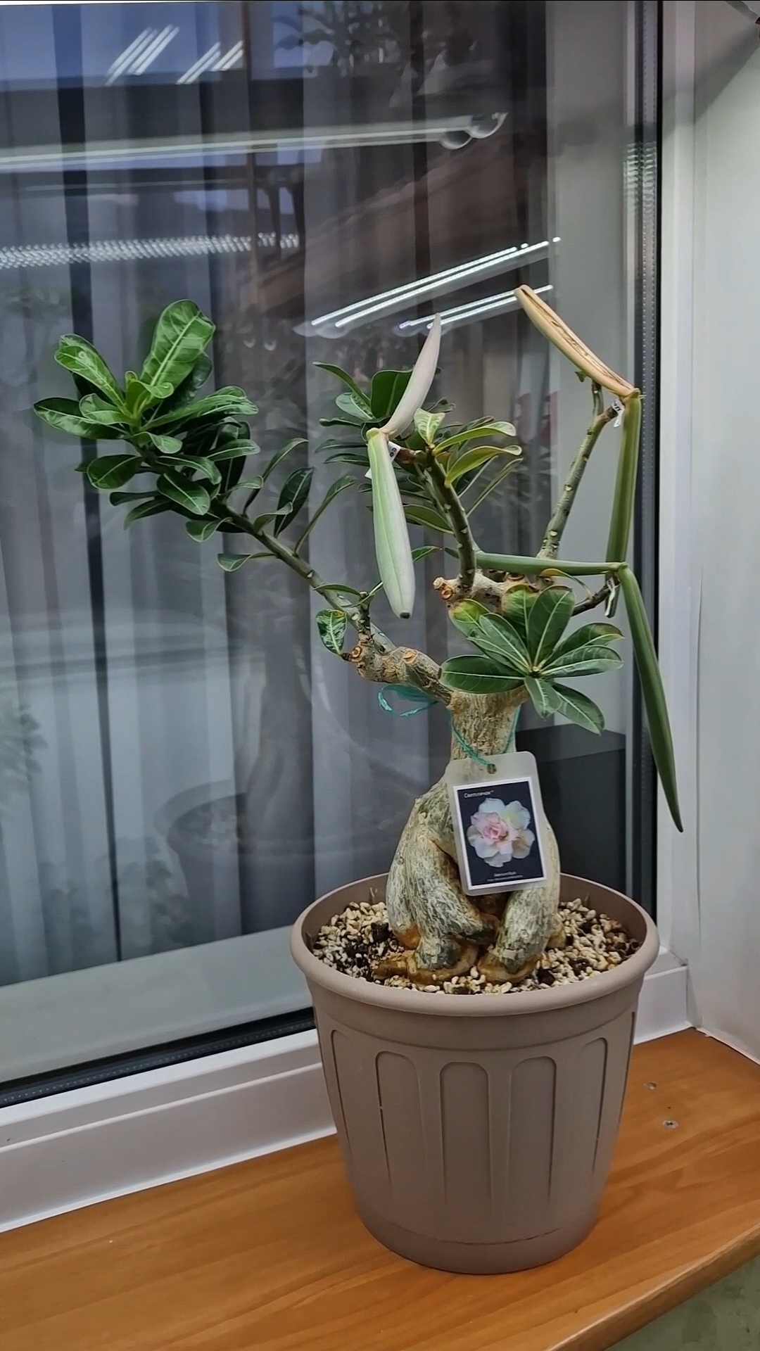 Кусочек из подписки АДЕНИУМ-ЦВЕТОК ВДОХНОВЕНИЯ. Подробнее в комментариях.