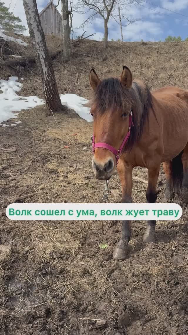 Волк сошел с ума, волк жует траву