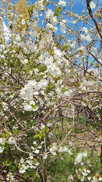 VID_20260412_133247.mp4