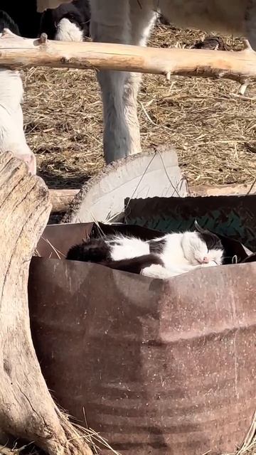 Тёлочка лижет киску