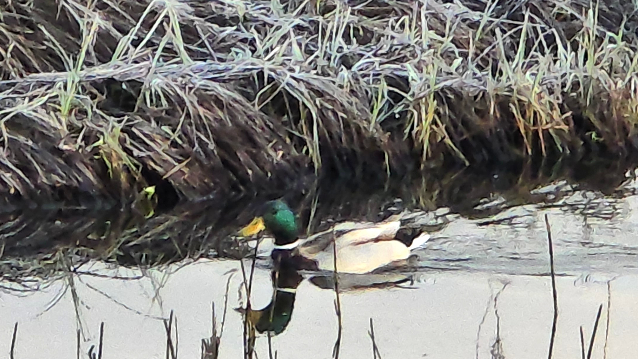 Первое утро с подсадными утками