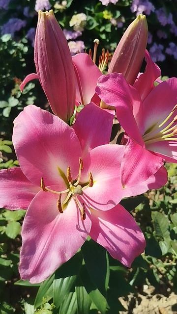 Лилия ОТ гибрид Табледансе.