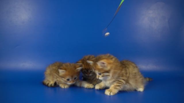 Сибирские золотые котята 