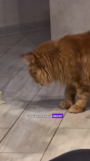 Завели бы такого?💞