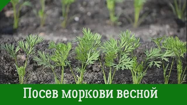 Посев моркови весной: Как и когда посеять морковь для получения высокого урожая!