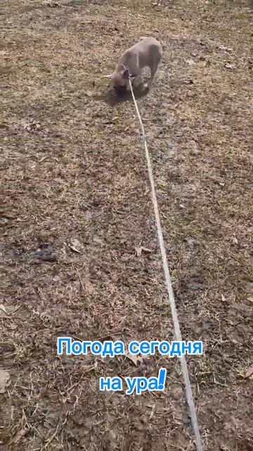 Прогулка в поле.