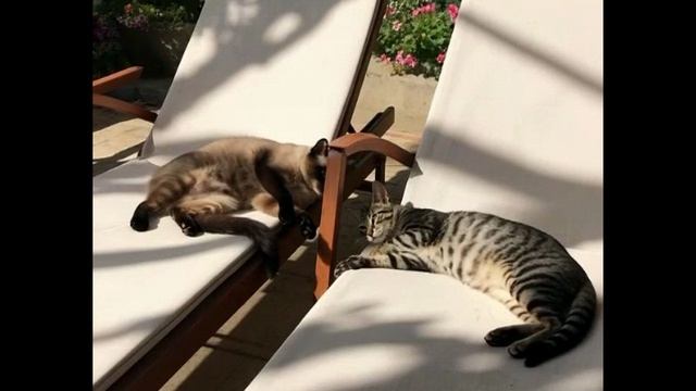 Кошачий Джем-сейшн