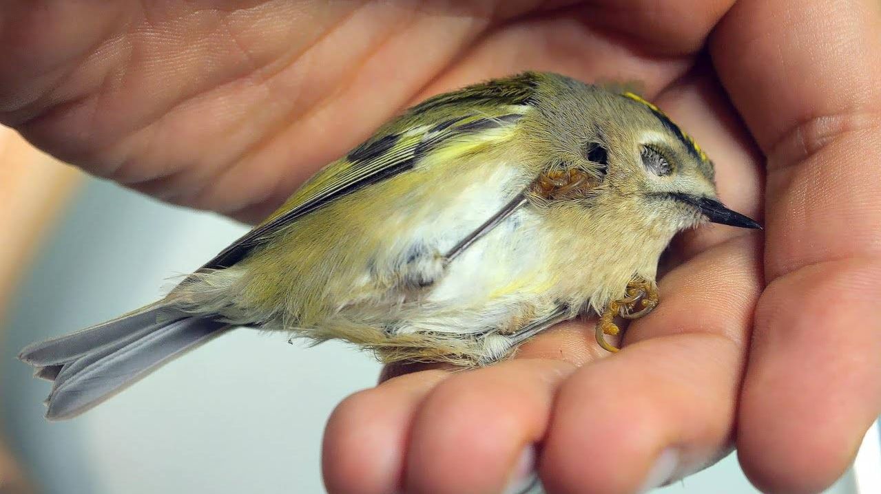 ПТИЧКА УМИРАЛА ПОД ОКНОМ! СПАСЕНИЕ ПЕРНАТОГО.