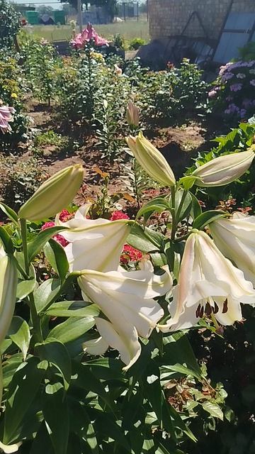 Лилия ОТ гибрид Форевер.