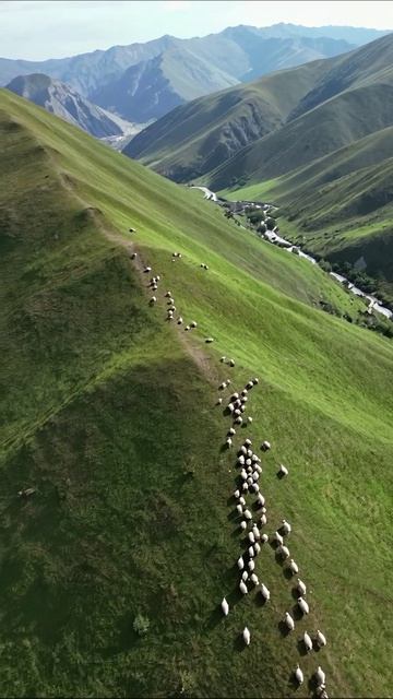 Стадо овец на зелёных склонах гор #природа #овцы #горы