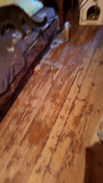 Прыжки кота Атоса #shorts #котатос #животные #коты #котиграет