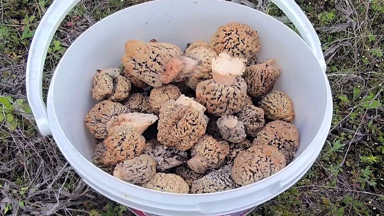 СТОЛЬКО ГРИБОВ Я ЕЩЕ НЕ ВИДЕЛ! СТЕПНЫЕ СМОРЧКИ / СБОР ГРИБОВ ВЕСНОЙ 2026. ГРИБАЛКА.