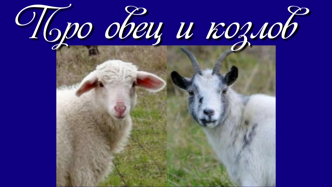 Про овец и козлов