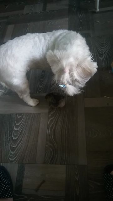 кура сказала хвост пистолетом, нос по ветру