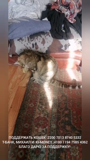 КОШКИ КН. МЫШКИНА 140426