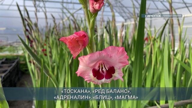 Гладиолусы-гиганты выращивают в иркутском «Горзеленхозе»
