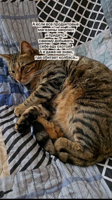 #котики #кот #коты #мойпитомец