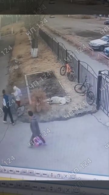 В Черногорске бродячая собака напала на семилетнюю девочку возле школы.

Всё произошло на улице Пушк