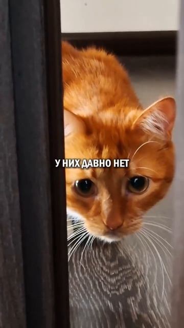 Автор видео: Valovnick