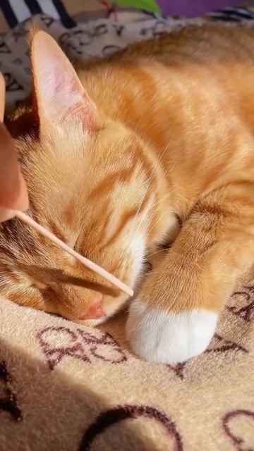 Автор видео: Niopets1