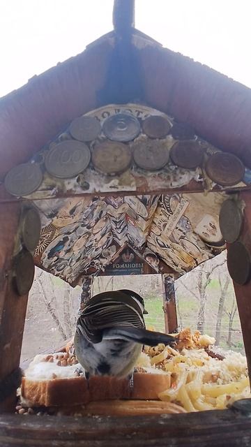 1000015276.mp4Кормушка.14.04.2026г.
0