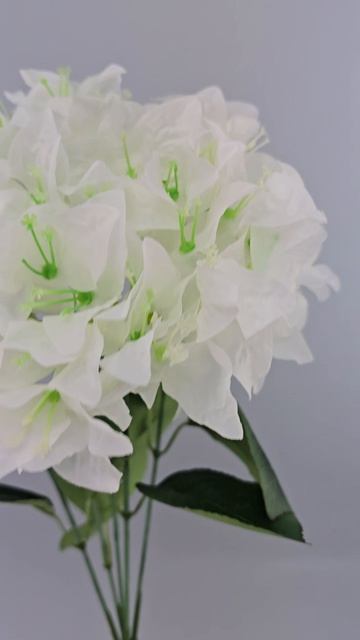 Букет Бугенвиллея белая