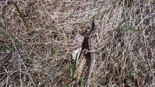 Поход за травой