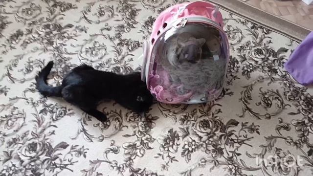 кошачий стоматолог даже бывает оказывается 😊ходили в больницу с котиком