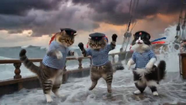 коты жгут яблочко