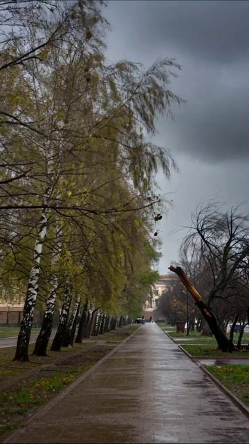 Осенний дождь и голые деревья: атмосферные пейзажи города #осень #пейзаж #дождь