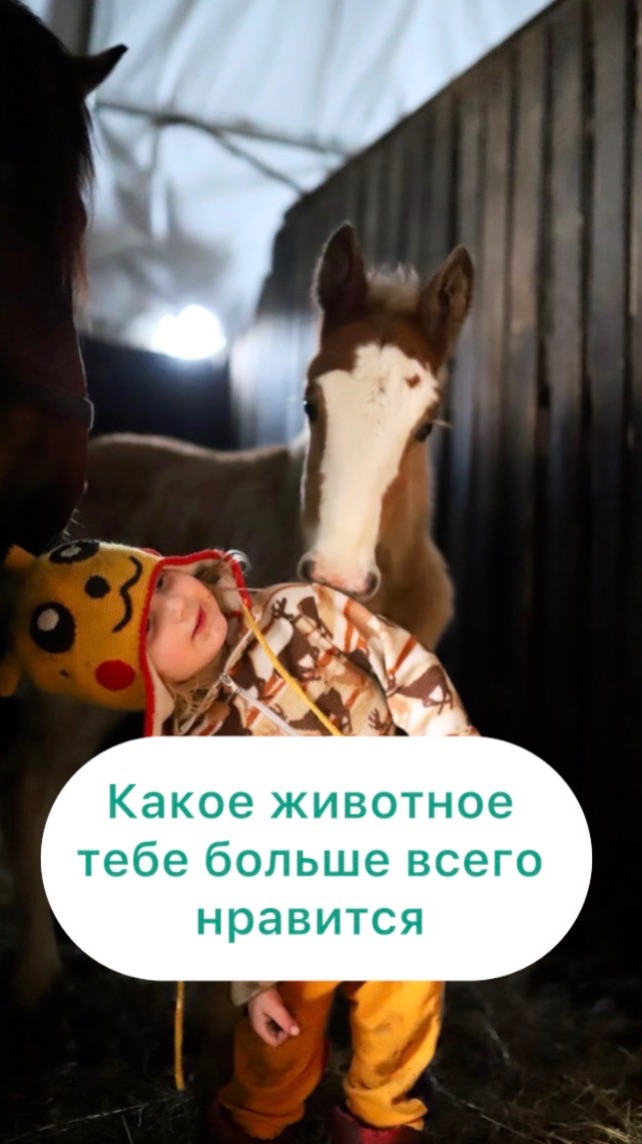 Какое животное тебе нравится?