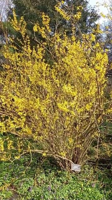 Москва 13. 04. 26  Аптекарский огород