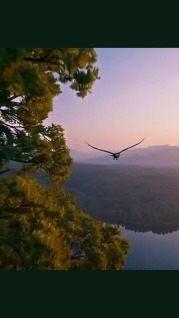 #орел #грация #крылья #животные #полет