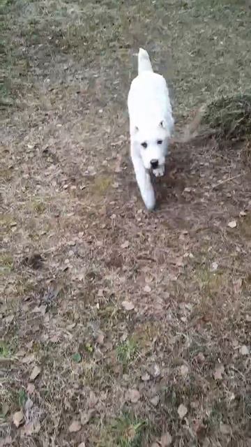 Сары Шайтан Щада осваивает вверенную территорию. Счастья тебе малыш!