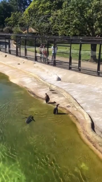 Пингвинчики купаются в тёплой водичке